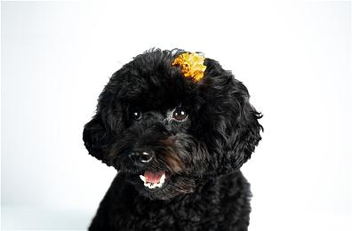 微软和英伟达签10年协议 Xbox PC游戏登陆GeForce Now